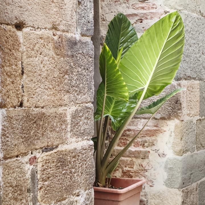 Produktbild Plant in a Box Alocasia Odora - Grosse Elefantenohr (55 cm)