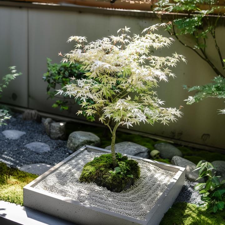 Image du produit Plant in a Box Acer palmatum 'Ukigumo' - Set de 2 érables japonais (50 cm)