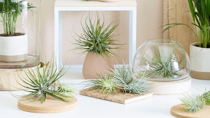 Produktbild Plant in a Box Tillandsia - 3er Mischung Tillandsien auf dekorativen Spirale (5 cm)