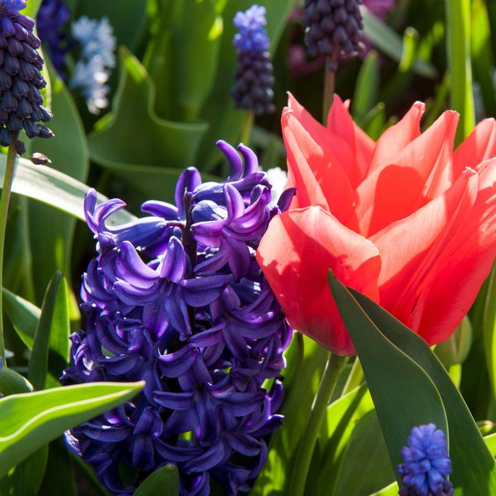 Actual product image Plant in a Box Hyacinthus Blue Trophy - set of 15 hyacinth bulbs (30 cm)