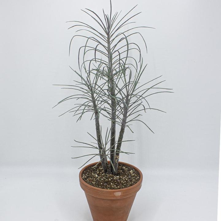 Image du produit Kakteen Gautschi Senecio kleinia (60 cm)