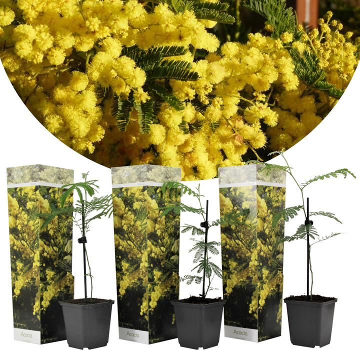 Plant in a Box Acacia dealbata Mimosa - Mimosen 3er Set (40 cm)