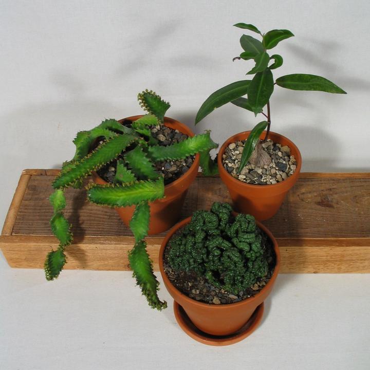 Actual product image Kakteen Gautschi Succulent rarities (20 cm)