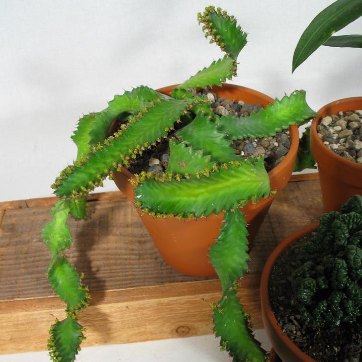 Actual product image Kakteen Gautschi Succulent rarities (20 cm)
