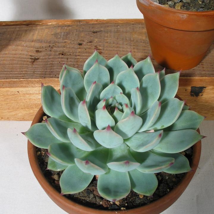 Produktbild Kakteen Gautschi Echeverien (15 cm)