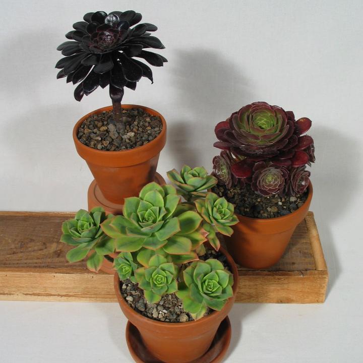 Kakteen Gautschi Aeonium set (30 cm)