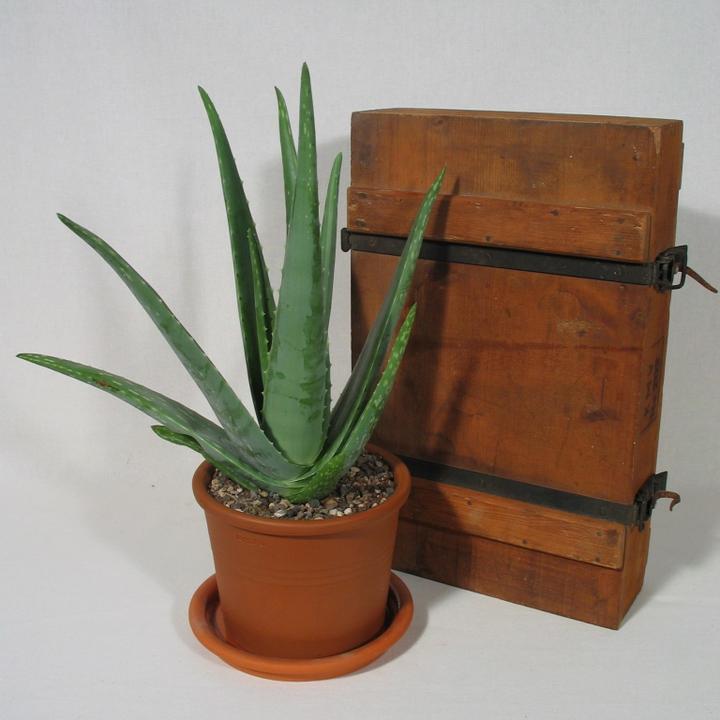 Kakteen Gautschi aloe vera (60 cm)