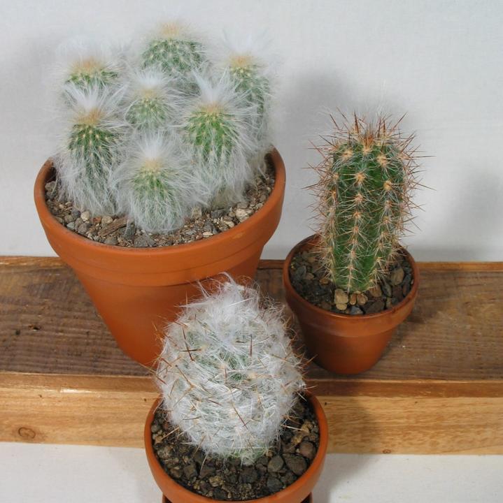 Produktbild Kakteen Gautschi Haarige Greisen (20 cm)
