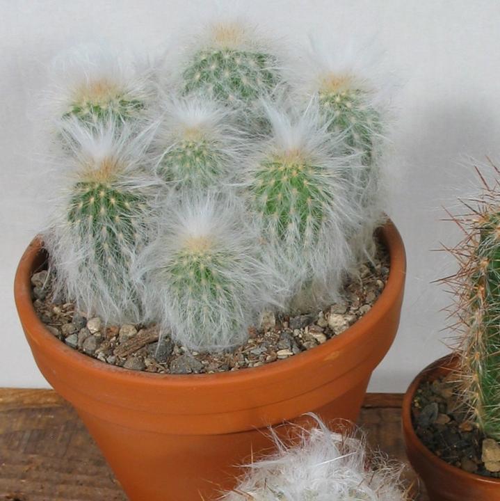 Produktbild Kakteen Gautschi Haarige Greisen (20 cm)