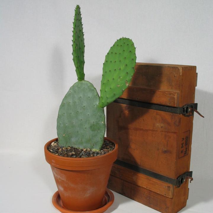 Produktbild Kakteen Gautschi Opuntia Ficus Indica (60 cm)