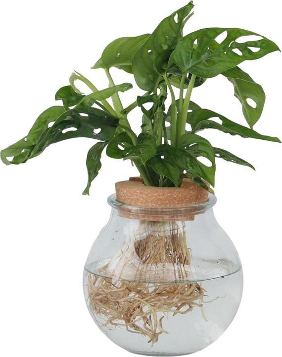 Produktbild Plant in a Box Monstera Adansonii 'Monkey Mask' - Fensterblatt in Glas (35 cm)