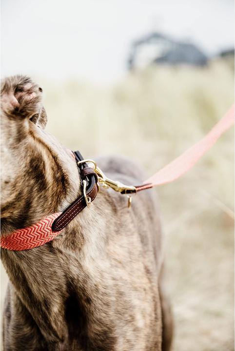Produktbild Kentucky Dogwear Hundeleine Jacquard (140, Hund, Allgemein)
