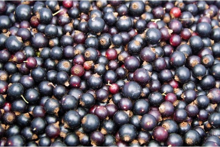Actual product image Bio King Johannisbeeren schwarz gefriergetrocknet Bio (50 g)