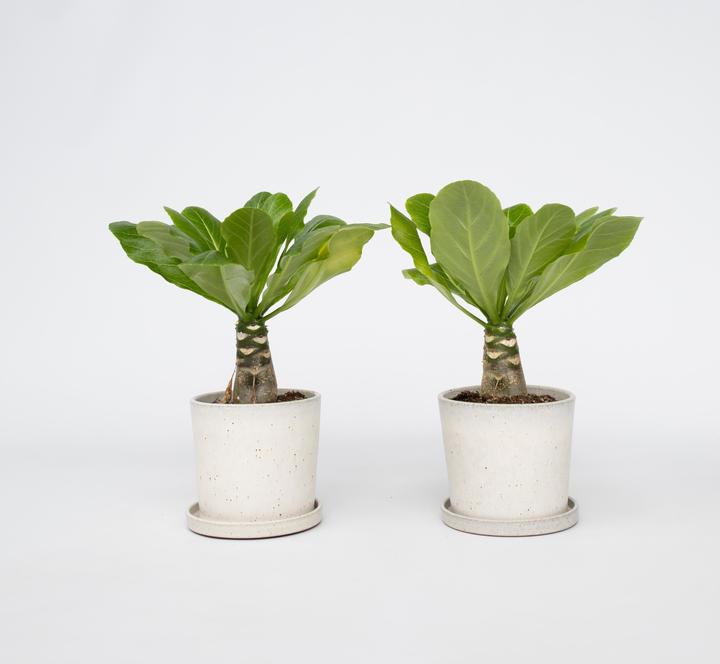 Actual product image Plant in a Box Brighamia Insignis - Set of 2 Alula Hawaiian Palm Tree (25 cm)