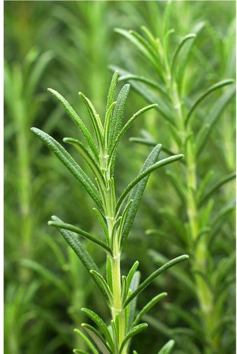 Actual product image Khadi Vitality Grow (50 ml)