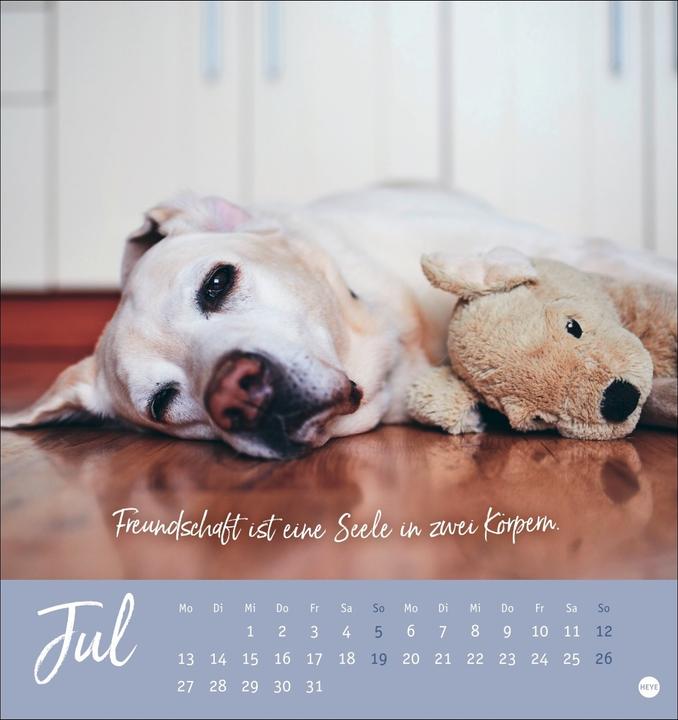 Actual product image Ziemlich beste Freunde Postkartenkalender 2026 - Für immer dein (Hardcover, German)