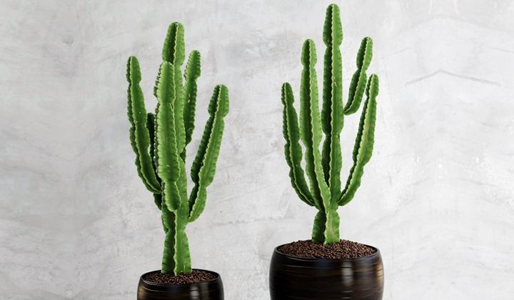 Actual product image Plant in a Box Euphorbia ingens - Candelabra Euphorbia Cactus (50 cm)
