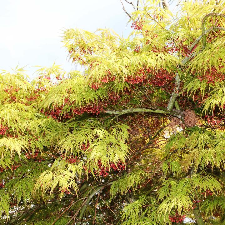 Actual product image Zulauf Japanischer Fächer-Ahorn / Acer palmatum 'Dissectum' (60 cm)
