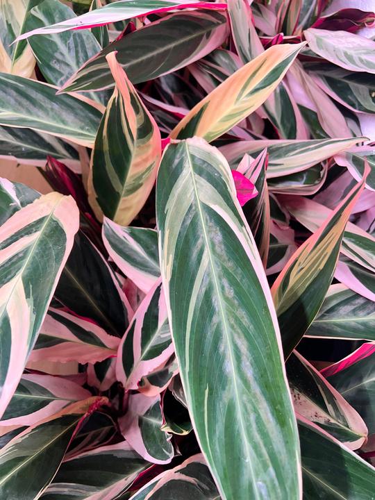 Actual product image Mahaloplants Stromanthe Sanguinea (45 cm)
