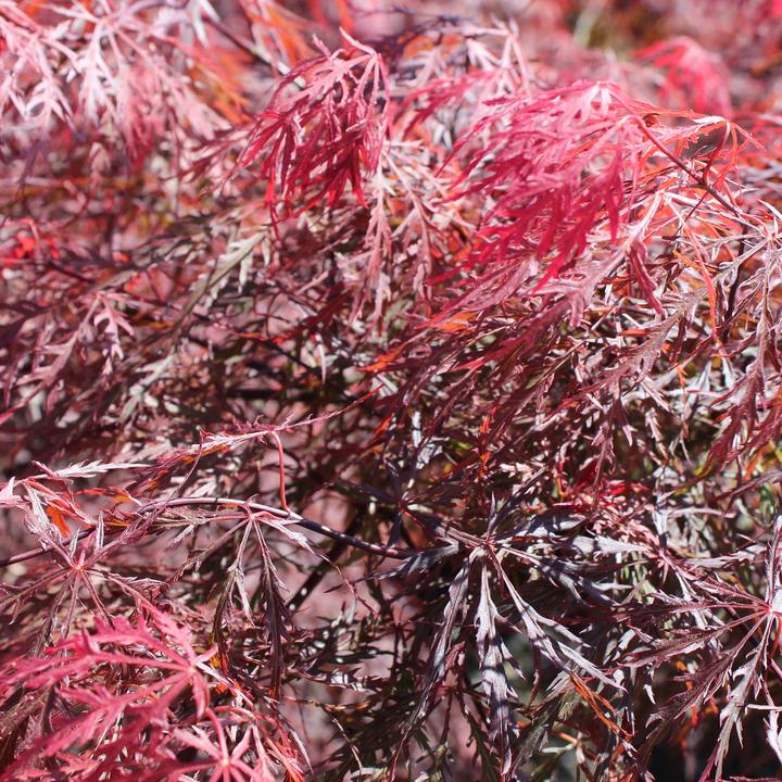 Actual product image Zulauf Japanischer Fächer-Ahorn / Acer palmatum 'Garnet' (60 cm)