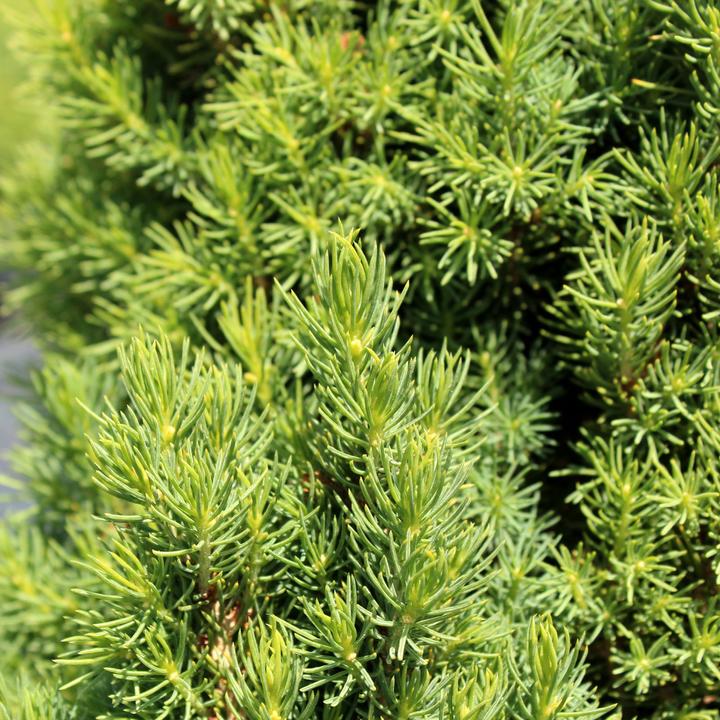 Image du produit Zulauf Zuckerhut-Fichte / Picea glauca 'Conica' (50 cm)
