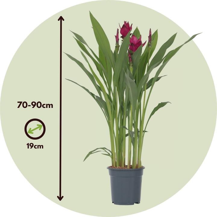 Produktbild Plant in a Box Curcuma alismatifolia - Kurkuma (80 cm)