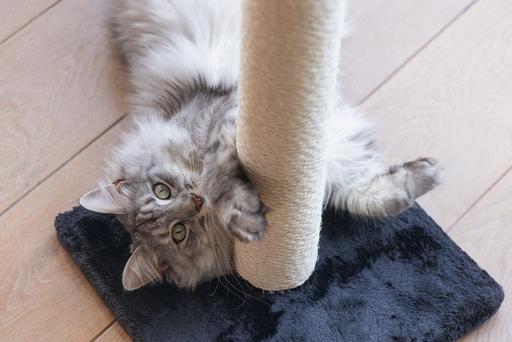 Image du produit Beeztees Mobilier pour chats (60 cm, Noir)