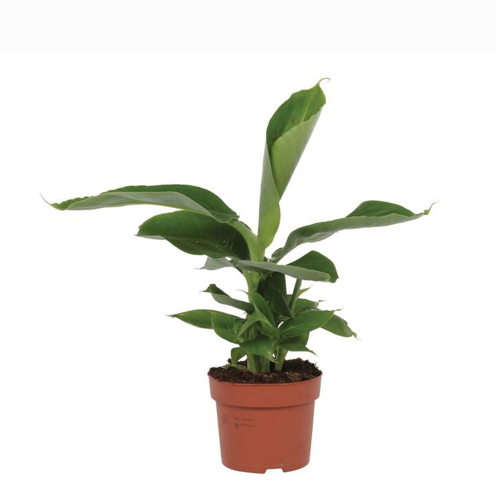 Actual product image Plantlovers Musa Dwarf Cavendish (Echte Banane) (35 cm, Freshly repotted)