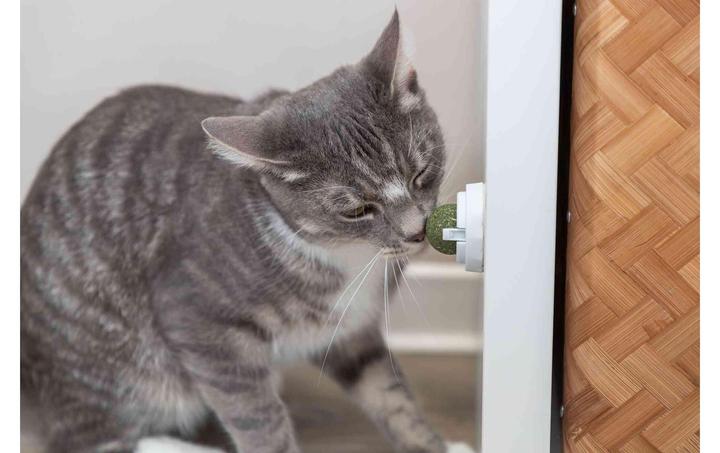 Actual product image Trixie Catnip Ball (Cat ball toy)