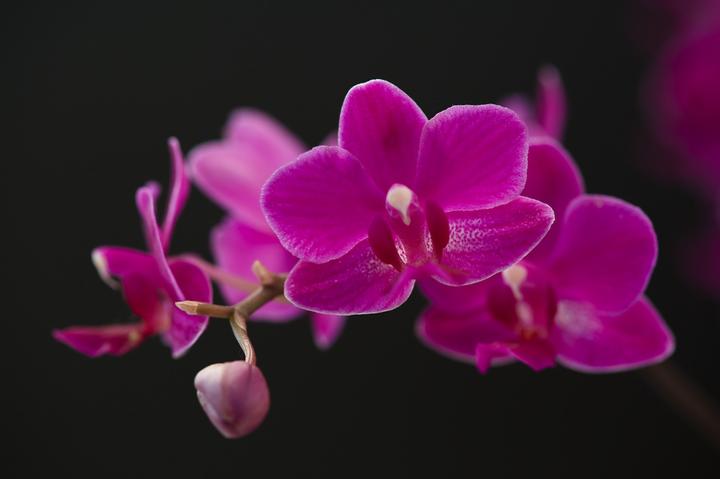 Actual product image Plant in a Box Phalaenopsis - Butterfly Orchid (50 cm)