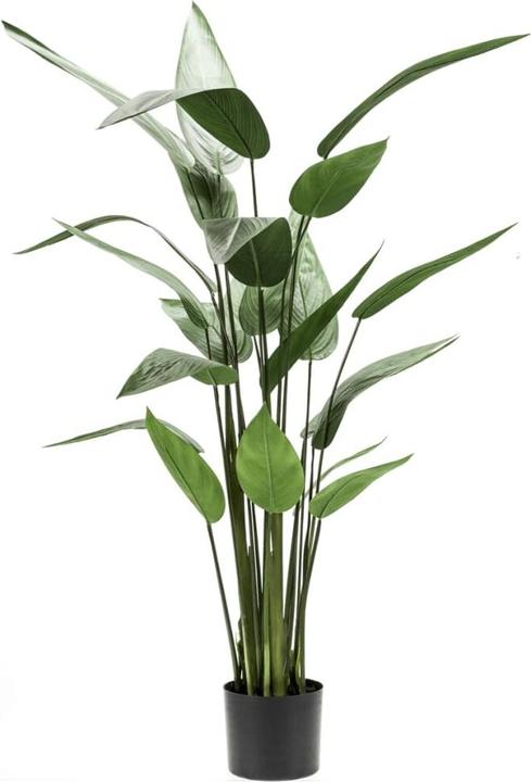 Emerald Bara (125 cm)