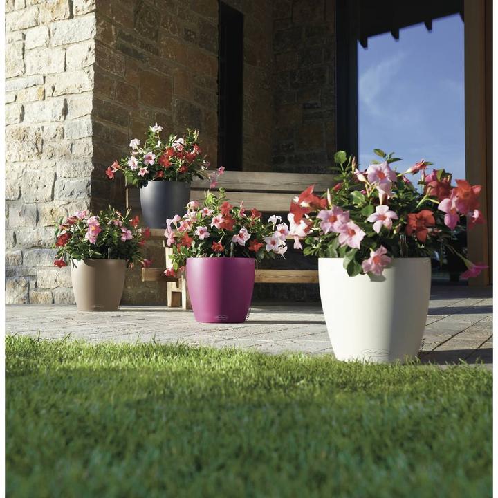 Actual product image Lechuza Classico Color (27.50 cm)