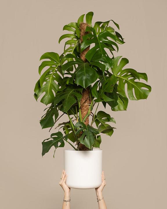Image du produit feey Monstera XL (125 cm, Fraîchement rempotés)