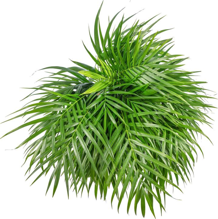 Produktbild Flowerbox Goldfruchtpalme - Areca Dypsis Lutescens (100 cm)
