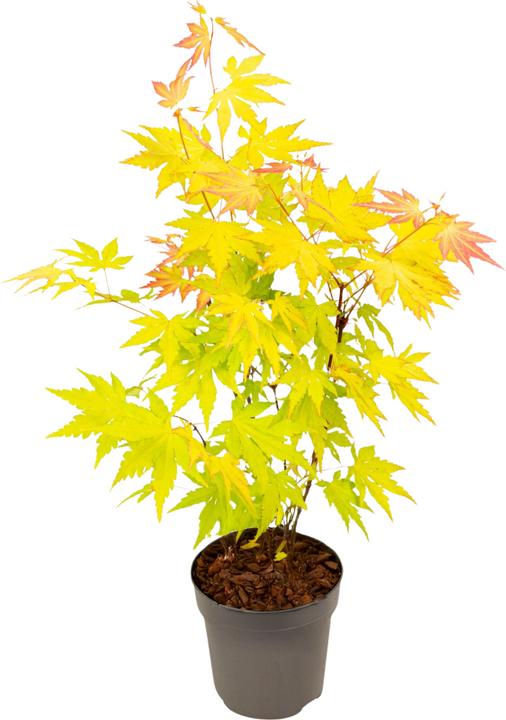 Image du produit Plant in a Box Acer palmatum 'Orange Dream' - Érable à feuilles d'or (25 cm)