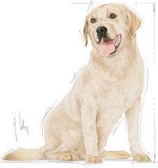 Produktbild Royal Canin BHN Labrador 5+ 3kg (Adult, 1 Stk., 3000 g)