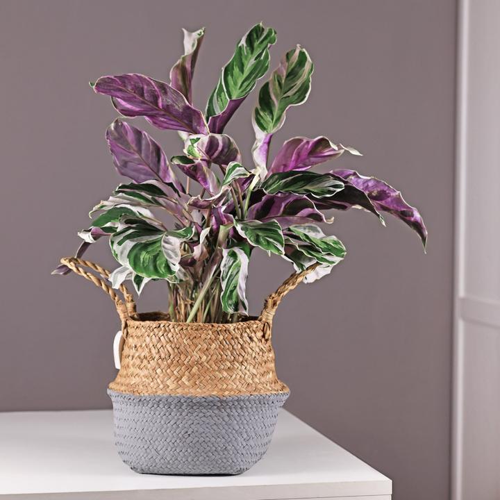 Produktbild Plant in a Box Calathea Lietzei “White Fusion” - Korbmaranthe (30 cm)