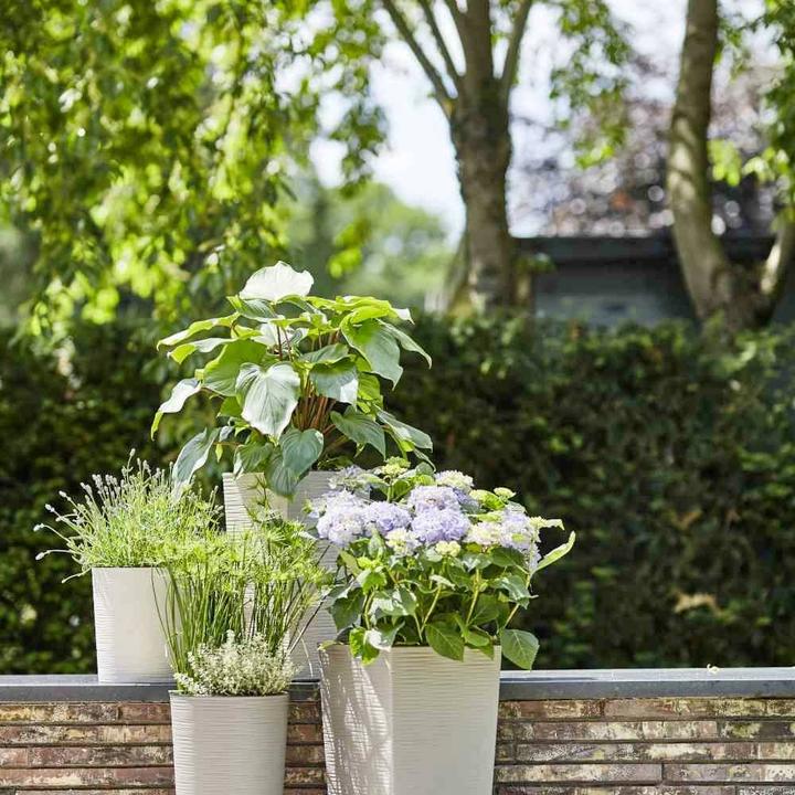 Actual product image Siena Garden ECO Locon (25 cm)