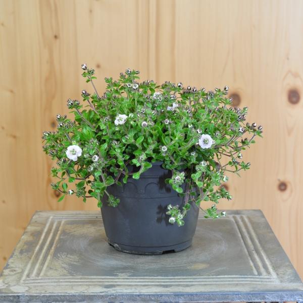 Produktbild Säntispracht 3 er Set, Das polsterbildendes Himalaya-Schleierkraut- Gypsophila cerastoides ,Plena (10 cm)