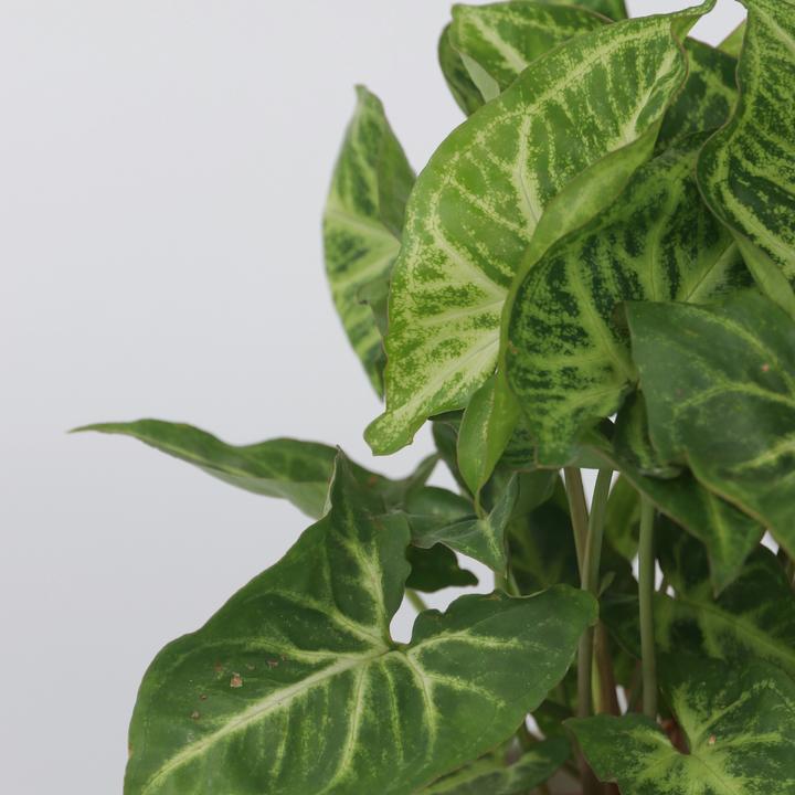 Produktbild Plant in a Box Syngonium 'Pixie' - 2er Set Zwerg-Arrowhead (25 cm)