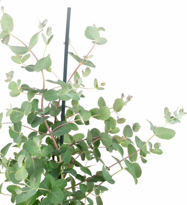 Image du produit Flowerbox Eucalyptus - Eucalyptus gunnii (40 cm)