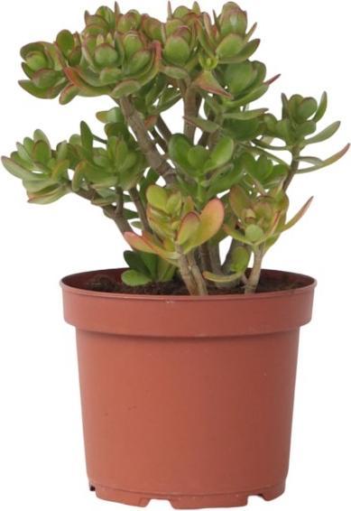 Plant in a Box Crassula ovata Minor - Pianta di giada (45 cm)