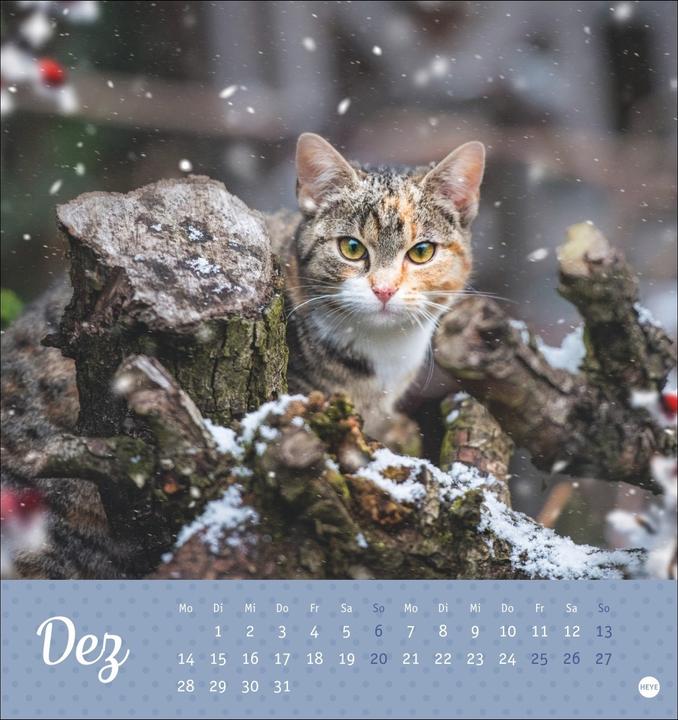 Produktbild Katzen Postkartenkalender Kleine Tiger 2026 (16 x 17 cm, Harter Einband, Deutsch)