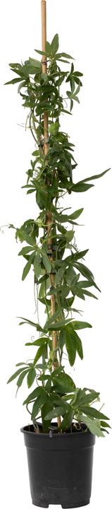Actual product image Plant in a Box Passiflora caerulea 'Constance Elliott' - Passion flower (110 cm)