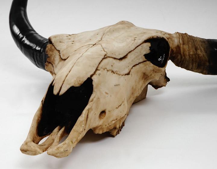 Produktbild JOHN316 Deko Schädel 45cm Stier