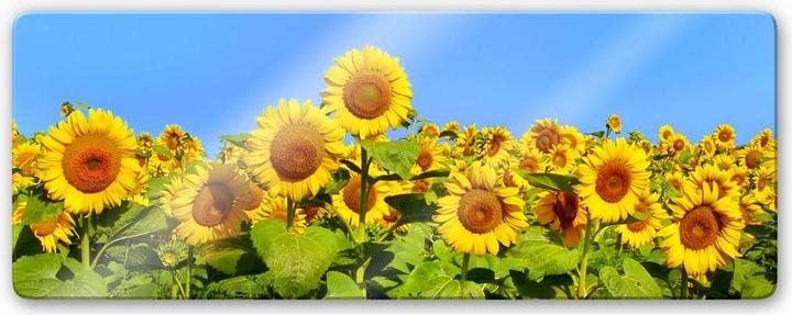Produktbild Trenddeko Sonnenblumenfeld - Panorama (80 x 30 cm)