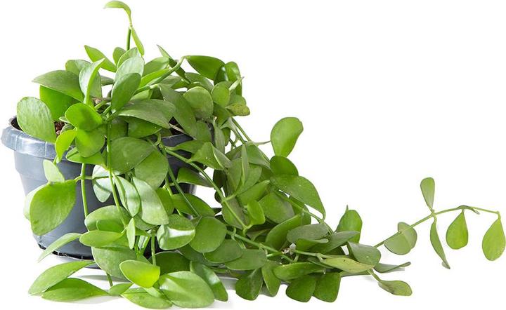 Image du produit VEG and the City Cobar (plante à coquille - Dischidia oianthe) (9 cm)
