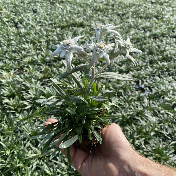 Produktbild Säntispracht 2 er Set, Das urwüchsige Edelweiss  - Leontopodium alpinum Aktion (25 cm)