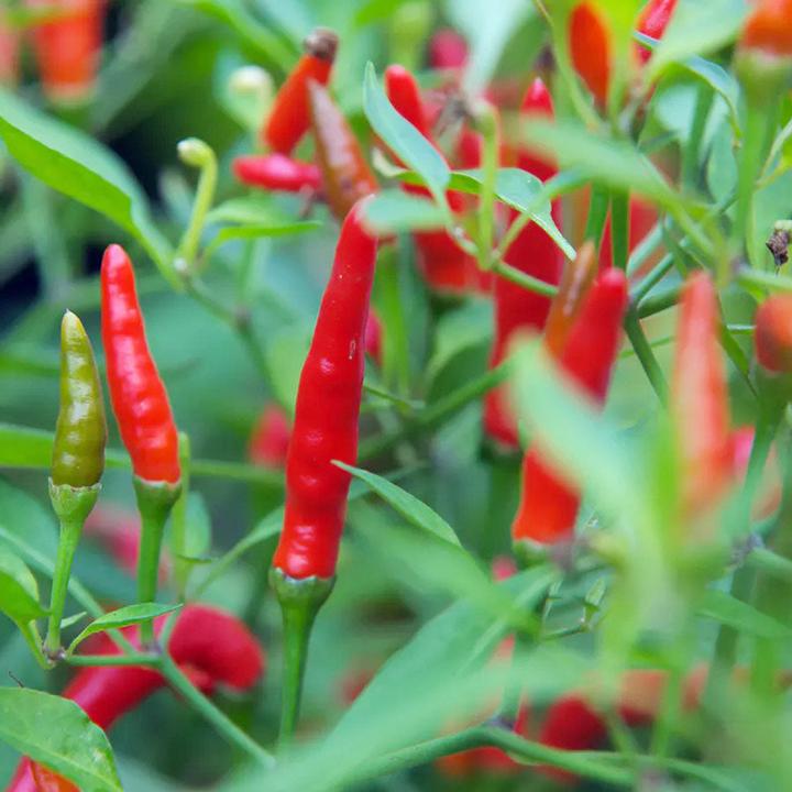 Produktbild 1001 Organic Birdseye Chili Flakes (30 g)
