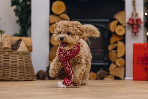 Actual product image Beeztees Christmas Plush (Dog bandana)